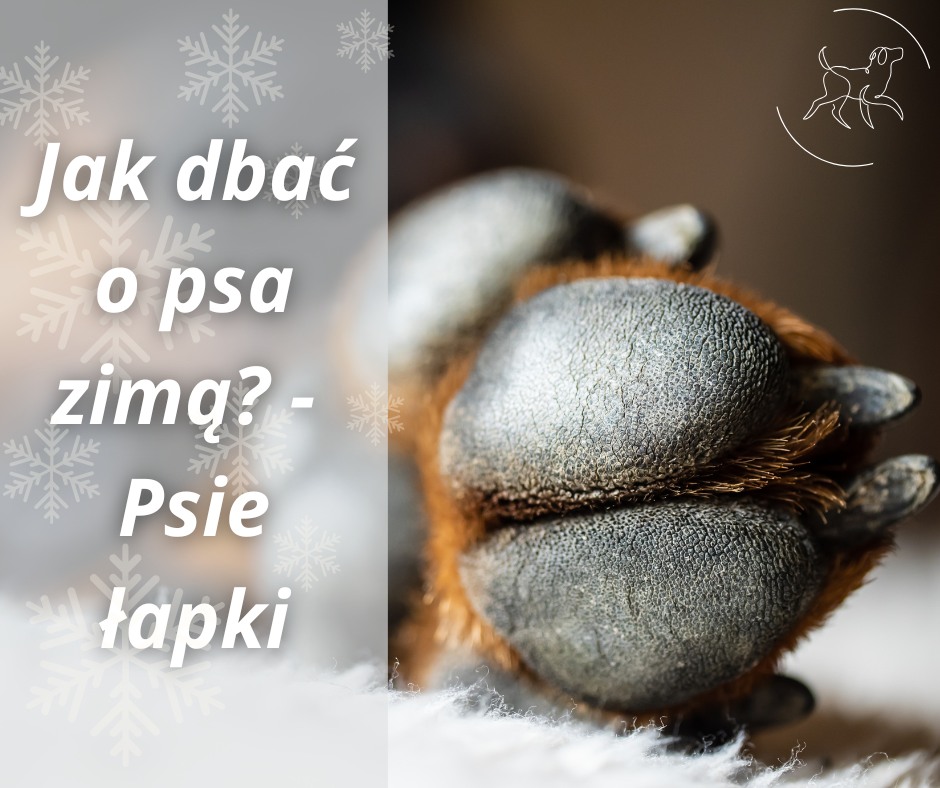 Jak dbać o psie łapki zimą