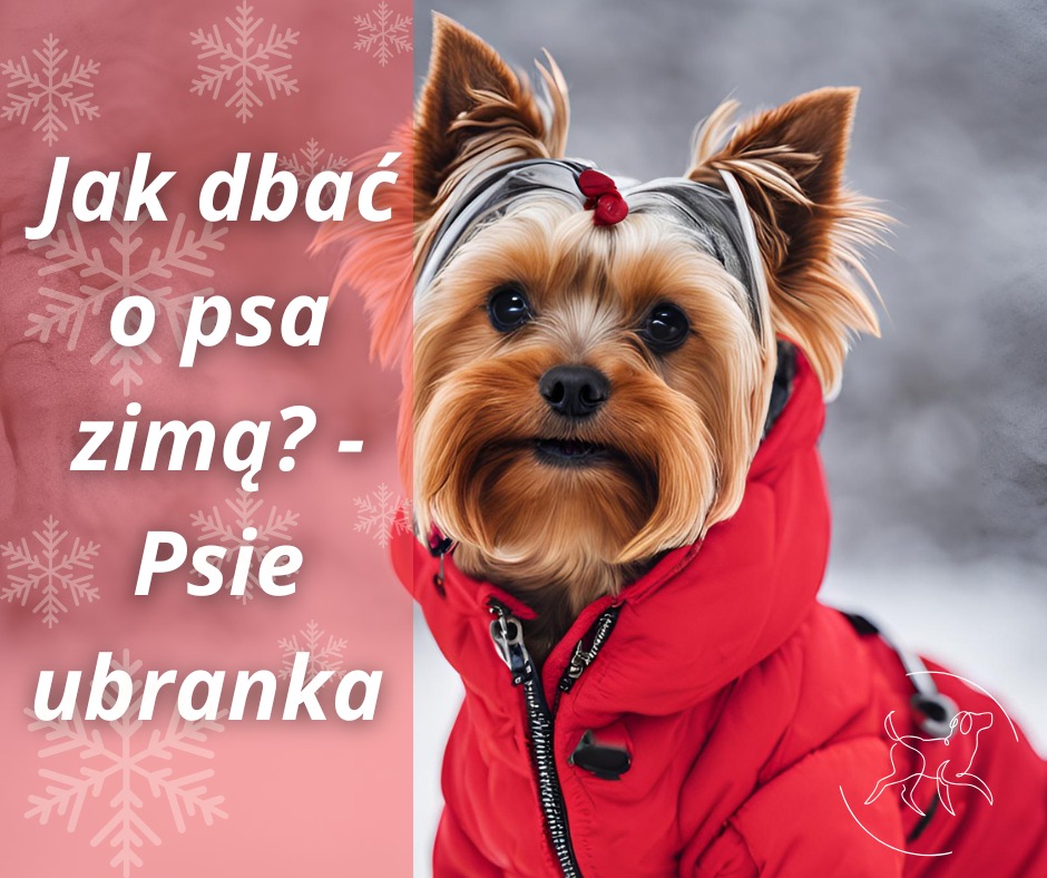 wybór ubranka dla psa po groomingu