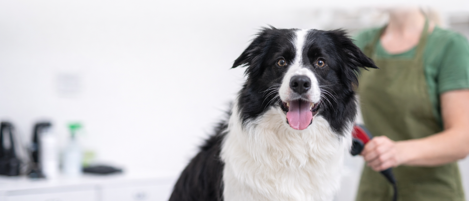 Pielęgnacja border collie